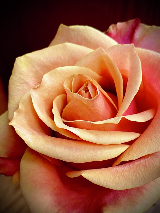 Kerstin Epifanio - Rosy Rose Nr. Two 