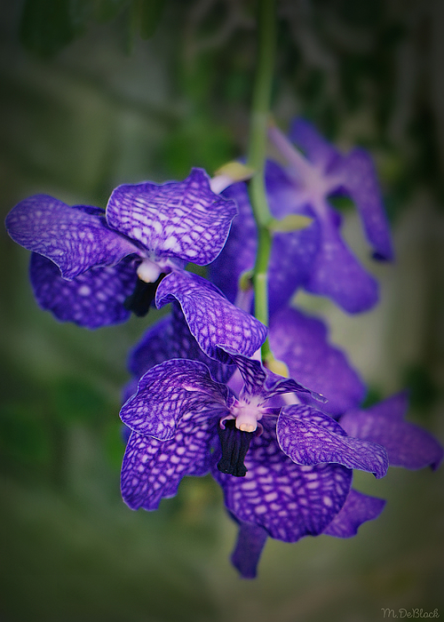 Marilyn DeBlock - Royal Purple Orchid Cascade