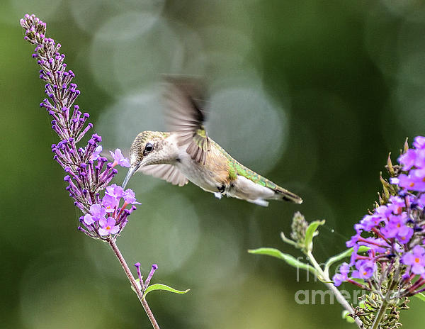 Cindy Treger - Juvenile Ruby-throated Hummingbird Fueling Up For Migration