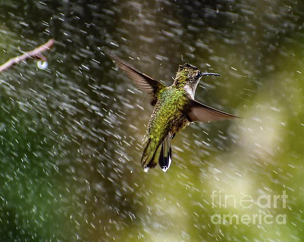 Cindy Treger - Juvenile Ruby-throated Hummingbird Hovering In The Spray Of A Sprinkler