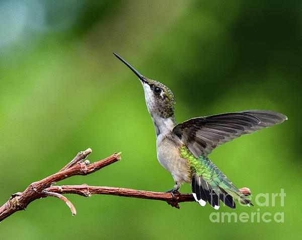 Cindy Treger - Ruby-throated Hummingbird Defending Branch