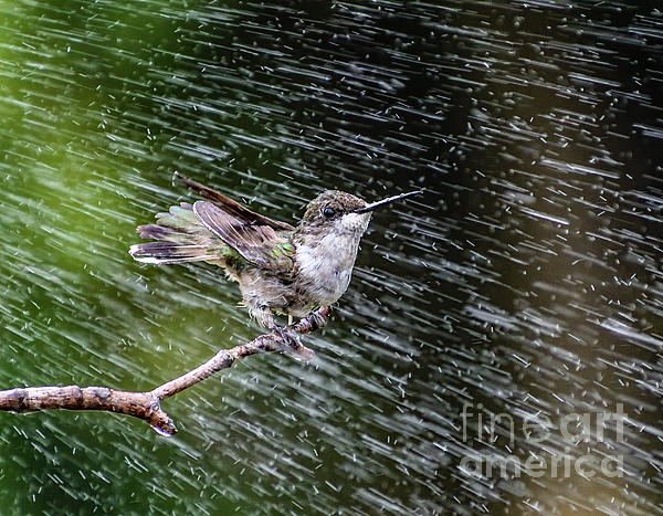 Cindy Treger - Juvenile Ruby-throated Hummingbird Delighted By Sprinkler