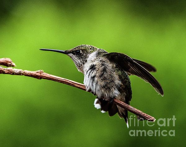 Cindy Treger - Juvenile Ruby-throated Hummingbird Exercising