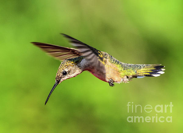 Cindy Treger - Ruby-throated Hummingbird Fly Over