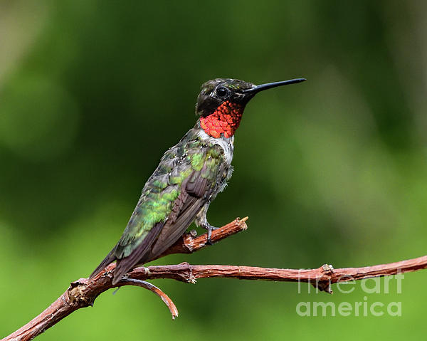 Cindy Treger - Ruby-throated Hummingbird Growing New Feathers