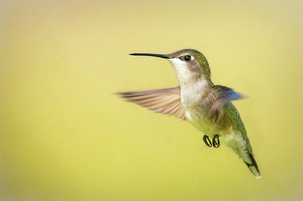 Tracy Munson - Ruby-Throated Hummingbird Hovering