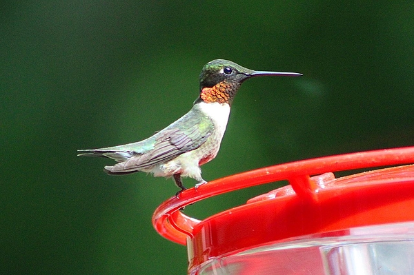 Hummingbird best sale fleece blanket