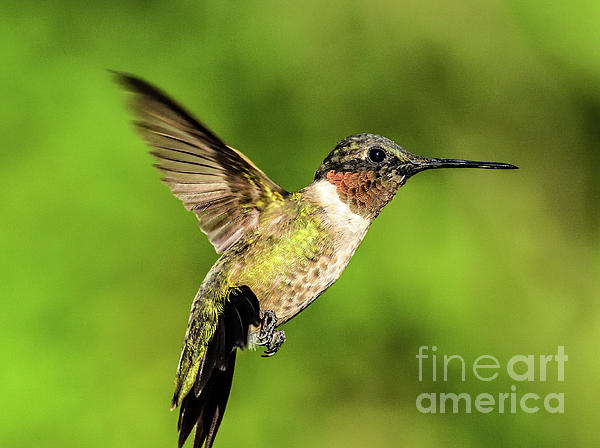 Cindy Treger - Ruby-throated Hummingbird Posing In Flight