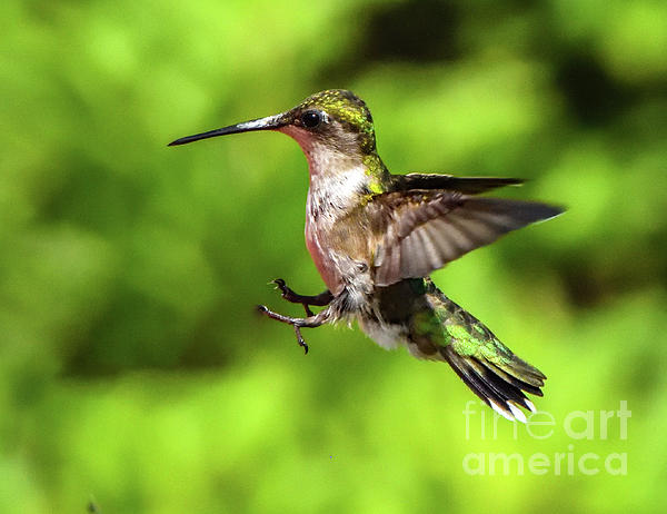 Cindy Treger - Ruby-throated Hummingbird Putting On Its Brakes