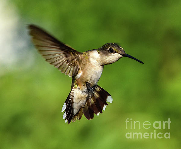 Cindy Treger - Ruby-throated hummingbird Showing Off Its Beautiful Form