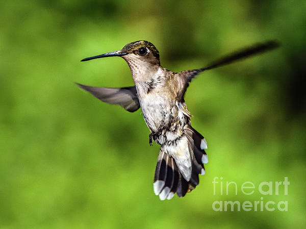 Cindy Treger - Juvenile Ruby-throated Hummingbird Suspended