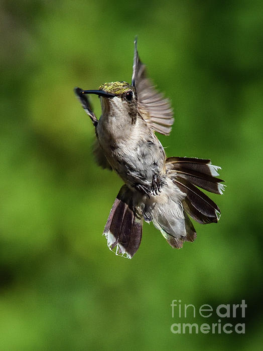 Cindy Treger - Juvenile Ruby-throated Hummingbird With Fanned Tail