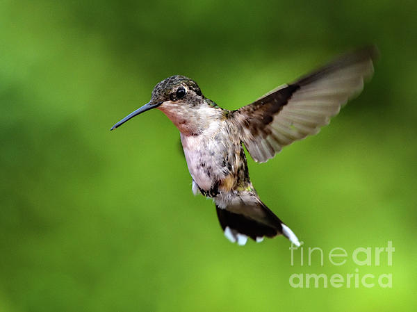Cindy Treger - Juvenile Ruby-throated hummingbird With Feet Tucked In