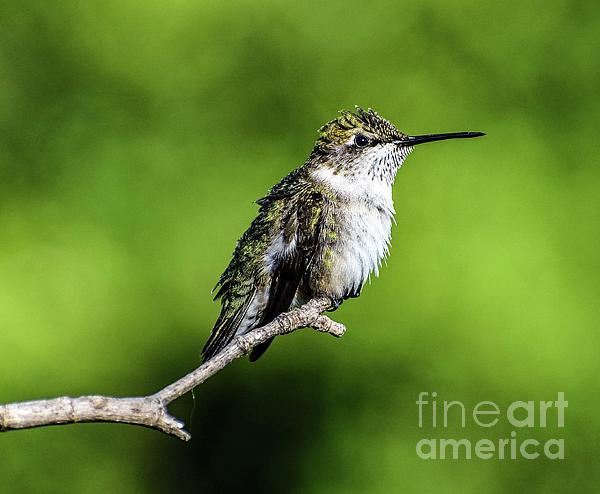 Cindy Treger - Ruby-throated Hummingbird With Slightly Ruffled Feathers