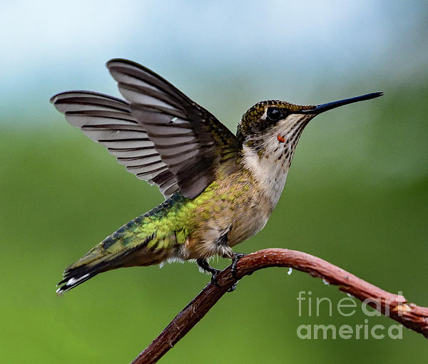Cindy Treger - Juvenile Ruby-throated Hummingbirds Perfect Landing