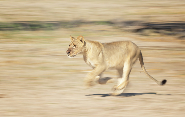 Joan Carroll - Running Lion Botswana