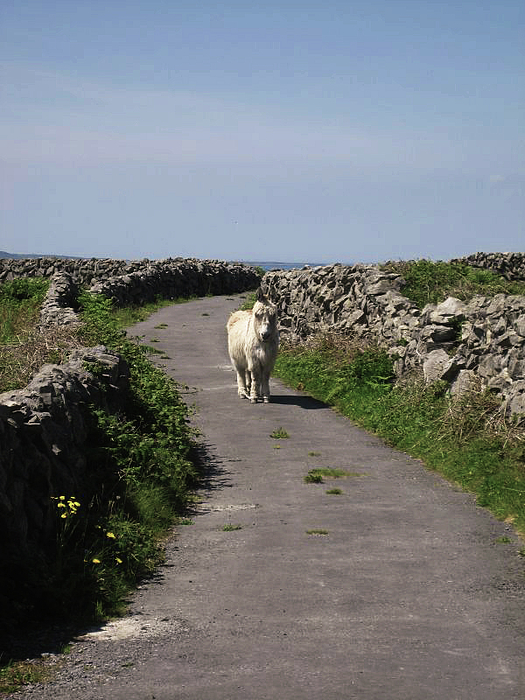 Tristan Pruss - Rush Hour on Inis Meain