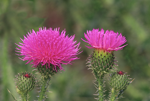 Russian Thistle, Also Known As Tumbleweed, The Botanical Name Is ...