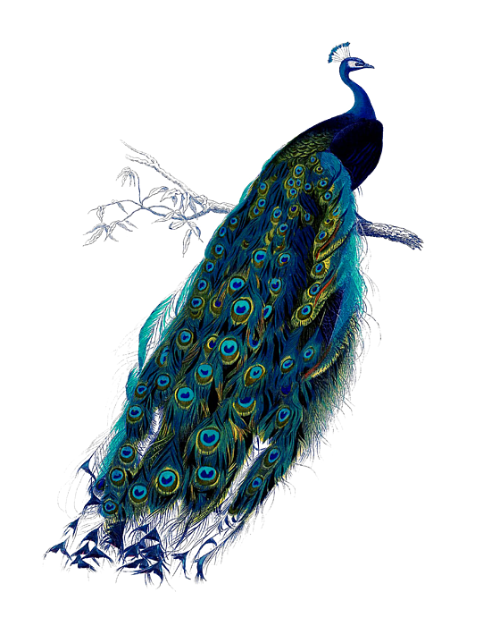 Rustic Peacock Decor Hand Towel by Madame Memento - Fine Art America