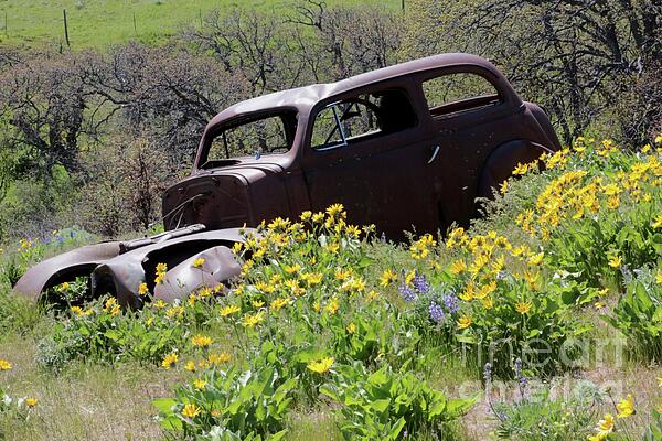 Carol Groenen - Rusty Car in Wildflower Ravine