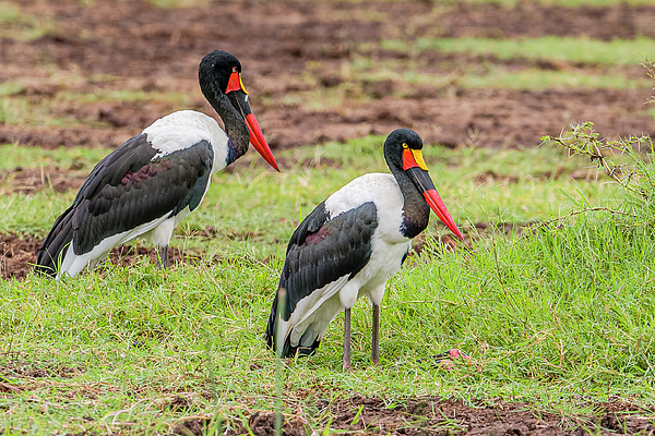 Morris Finkelstein - Saddle-Billed Storks at Lake Manyara