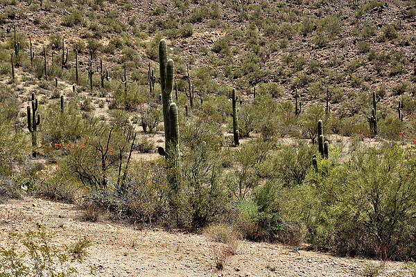 John Trommer - Saguaro Cactus in the Arizona Desert 1