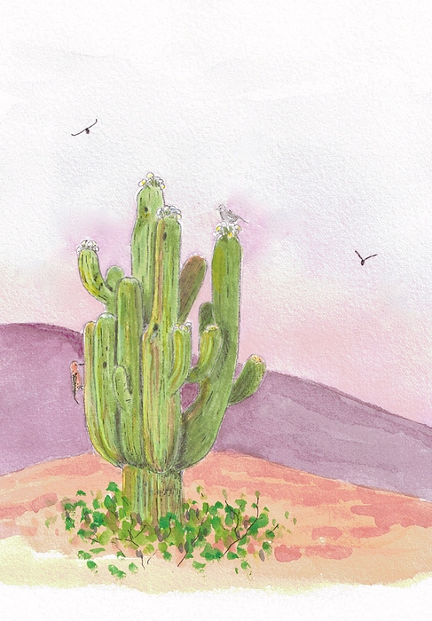 Card - Hello From Tucson Arizona Quail Mini Art Print Hand Made