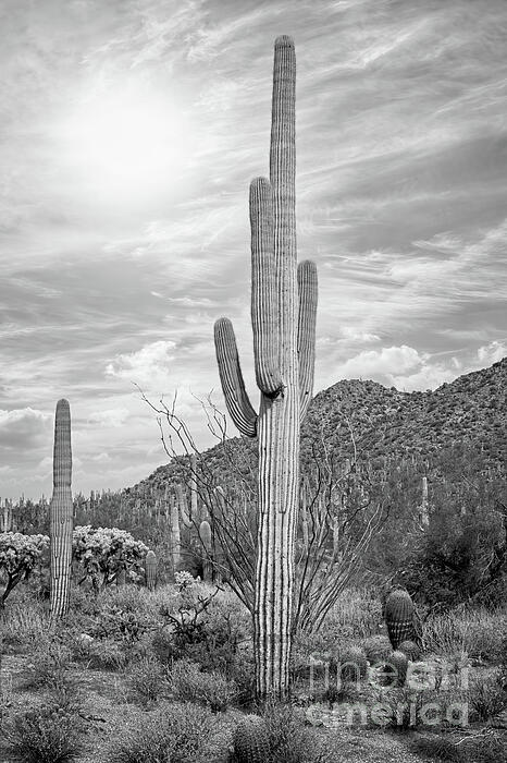 Paul Quinn - Saguaro Sunrise in Black and White