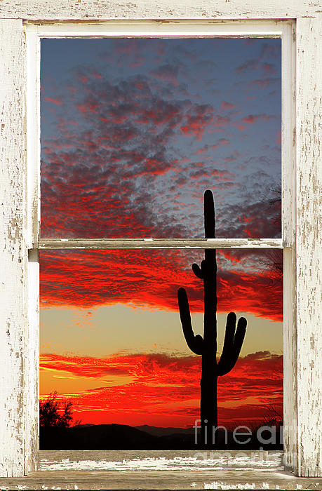 James BO Insogna - Saguaro Sunset Picture Window View