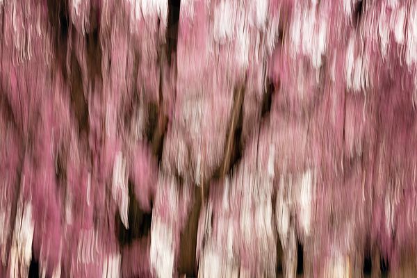Abstract Photographs