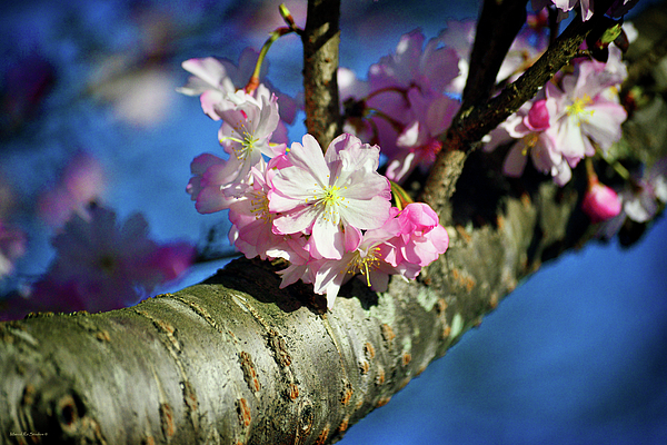 Ro Wade - Sakura Cherry Blossoms