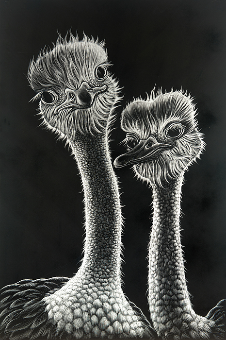 Ostrich scratchboard -- one of a kind Ozzie