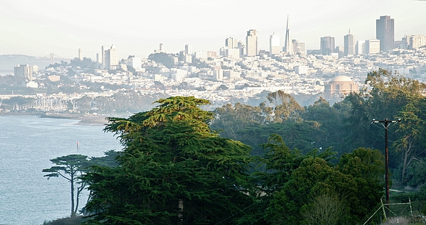 Masha Batkova - San Francisco. Panoram with Trees