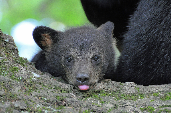Cub Art