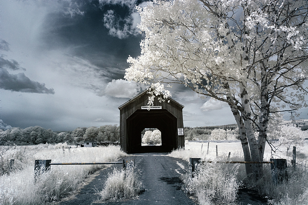 Tracy Munson - Sawmill Creek Covered Bridge with Birch Tree Infrared