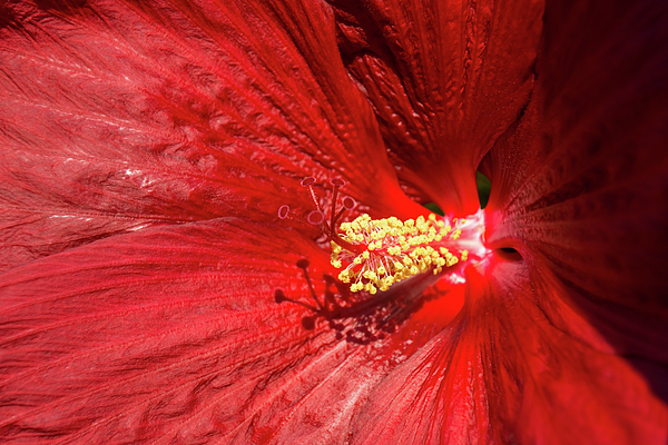 Georgia Mizuleva - Scarlet Bloomcore - Exotic Hibiscus Flower in Hot Red