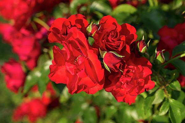 Cluster of Red Roses