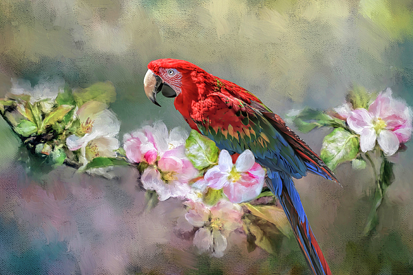 Donna Kennedy - Green-wing Macaw