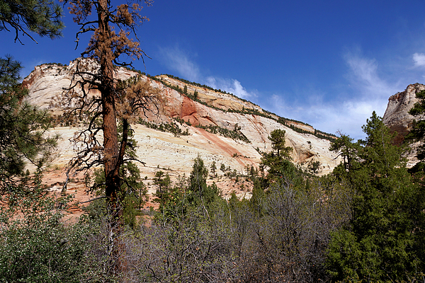 John Trommer - Scenic Landscape Near Checkerboard Mesa 4 - Zion National Park