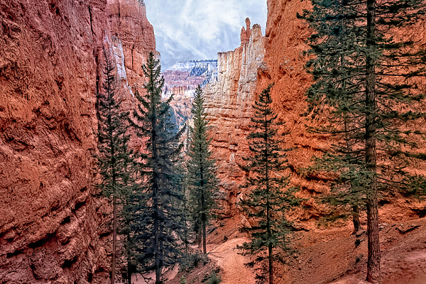 Donna Kennedy - Scenic Navajo Trail