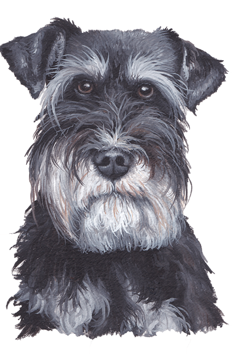 Schnauzer Face Mask for Sale by Katherine Klimitas