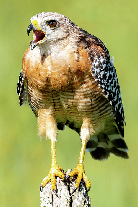 Bird Art