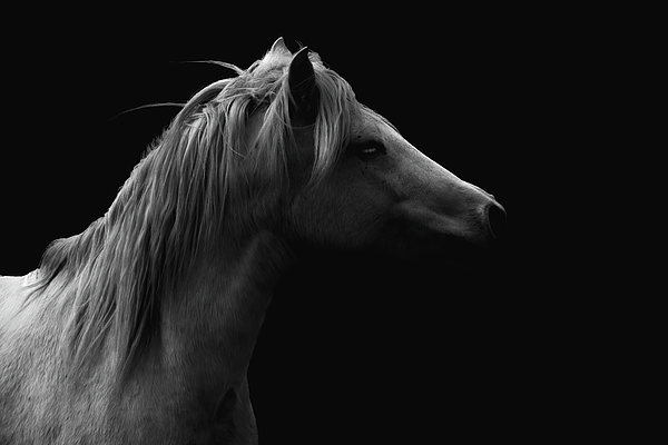 Femke Ketelaar - Sculptural White Horse Profile in Darkness