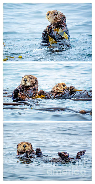 Delphimages Photo Creations - Sea otters triptych