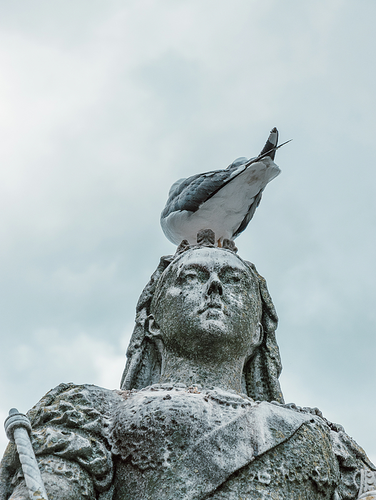Timy Lin - Seagull on the head of a statue