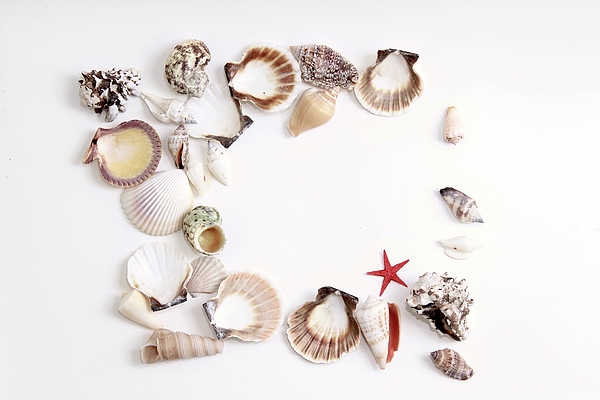 Masha Batkova - Seashells Starfish