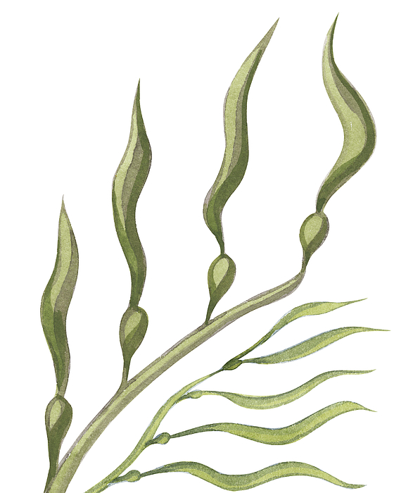 Irina Sztukowski - Seaweed Flow Watercolor III