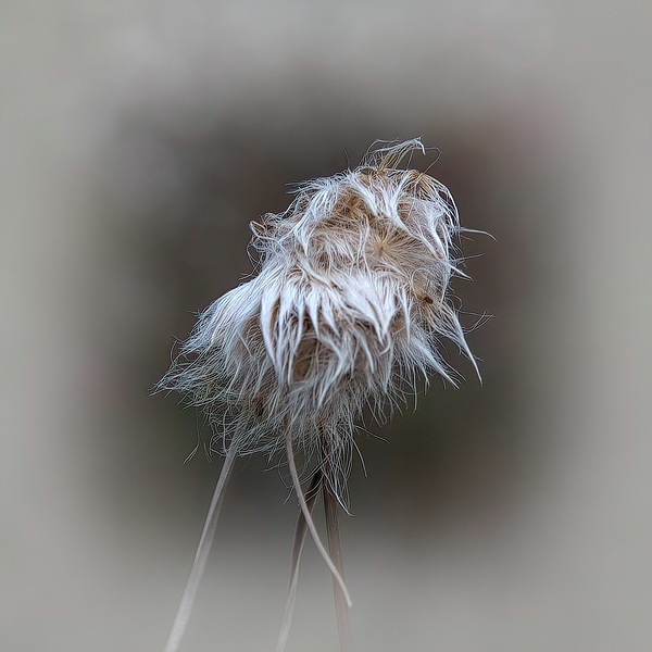 Daniel Beard - Seed Head - Tawny Cottongrass