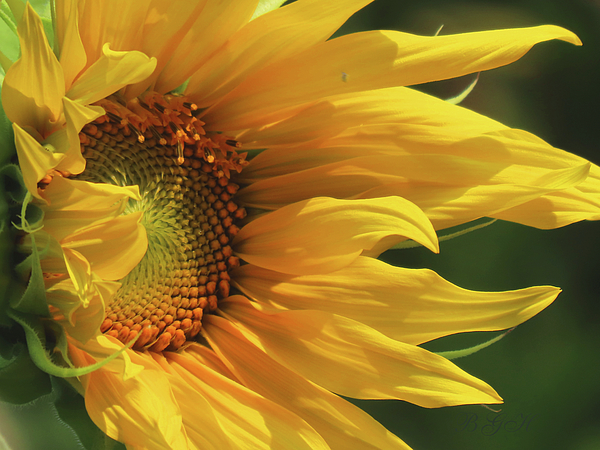 Brooks Garten Hauschild - Sensational Sunflower - Floral Photography - Images From the Garden - Nature - Sunflower Art