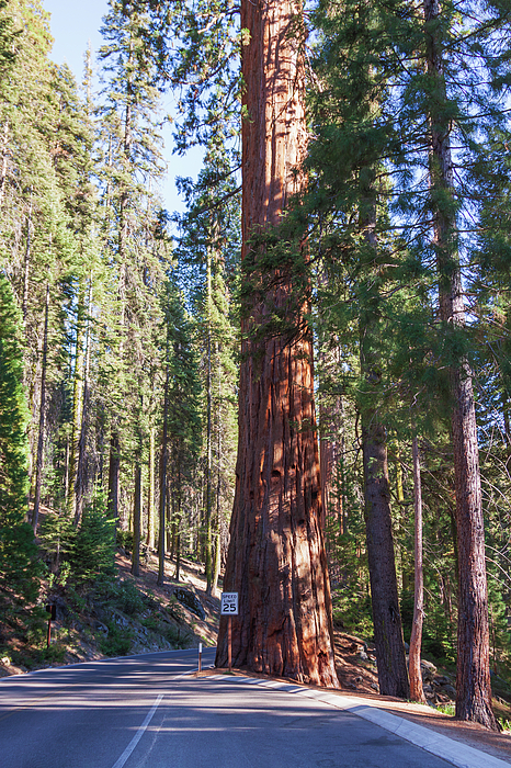 Tatiana Travelways - Sequoia National Park, California